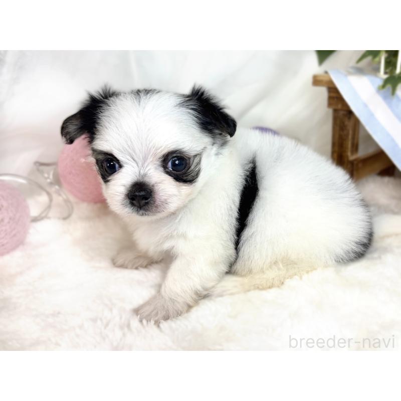 販売中の滋賀県のチワマル:チワワ×マルチーズ-413435の2枚目